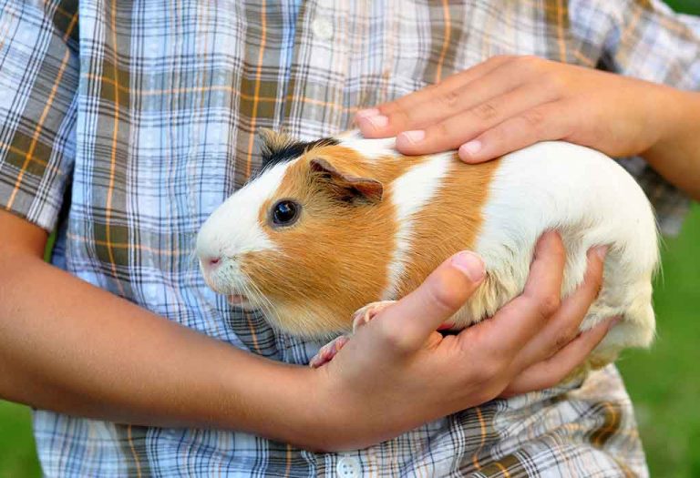 Best Guinea Pig Breeds for Those Who Are Looking to Adopt One