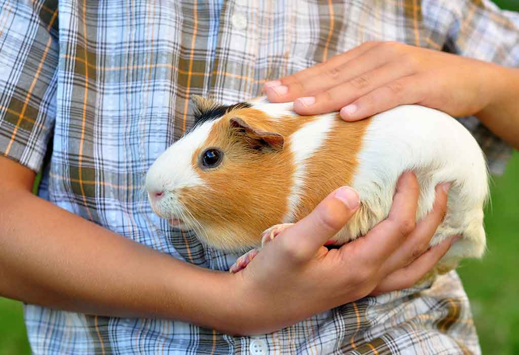 The cutest best sale guinea pig