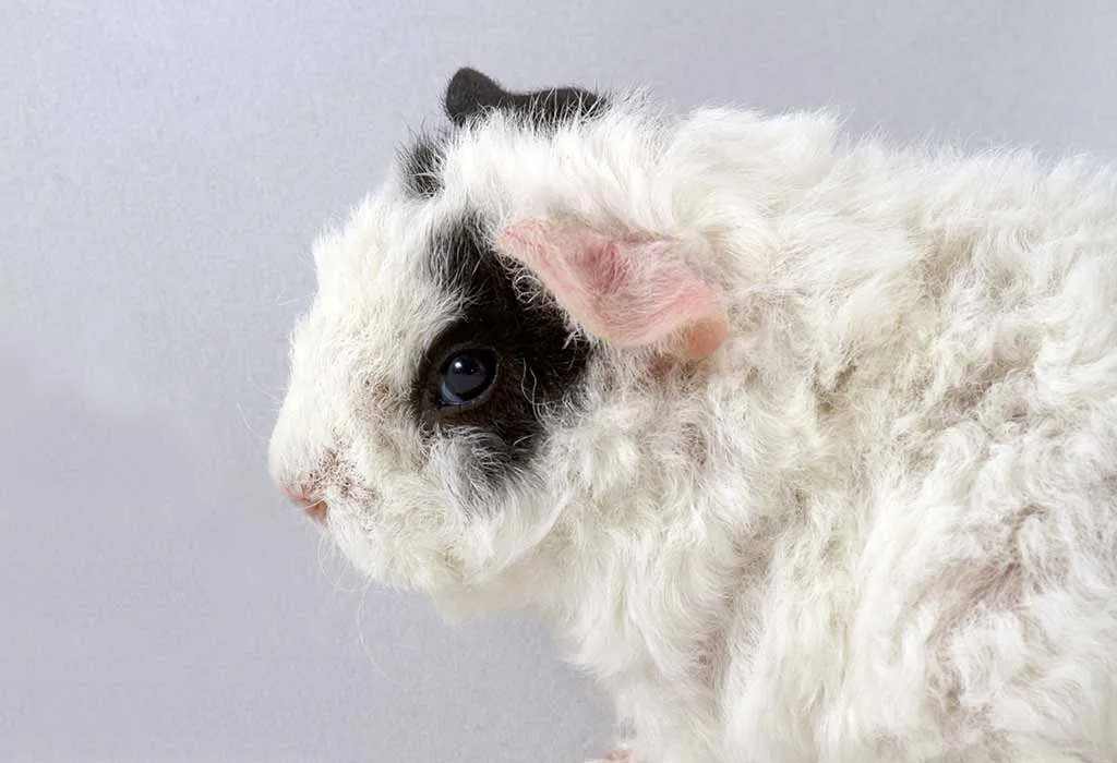 Merino Guinea Pig