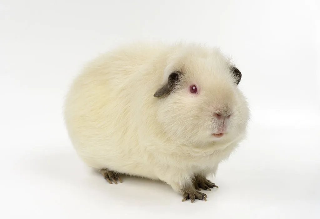 Most expensive guinea fashion pig breed