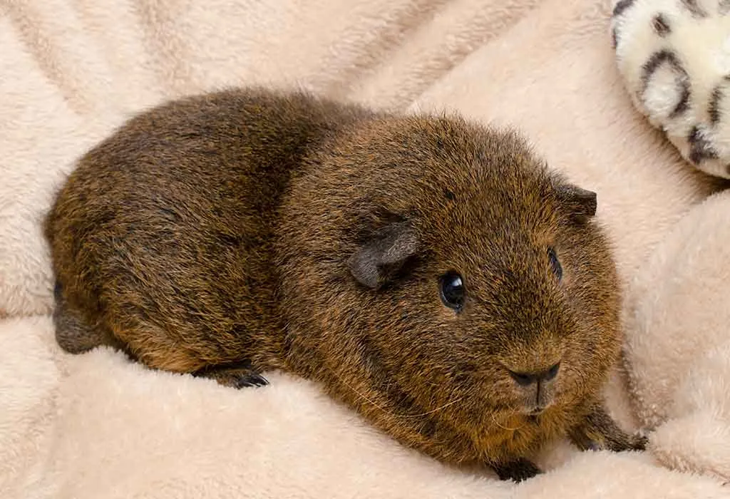 Rex Guinea Pig Breed