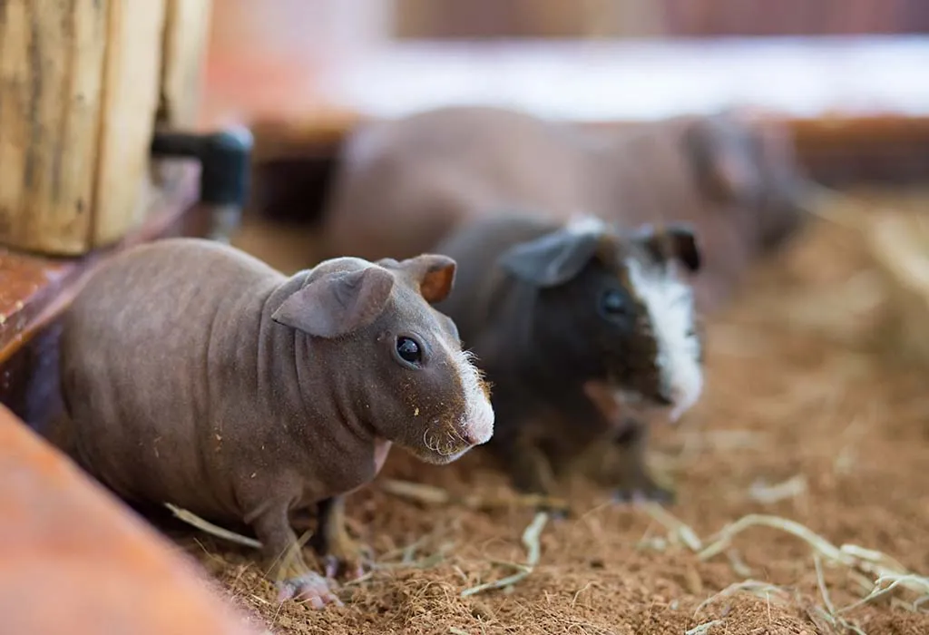 Hairless Guinea Pig Breed