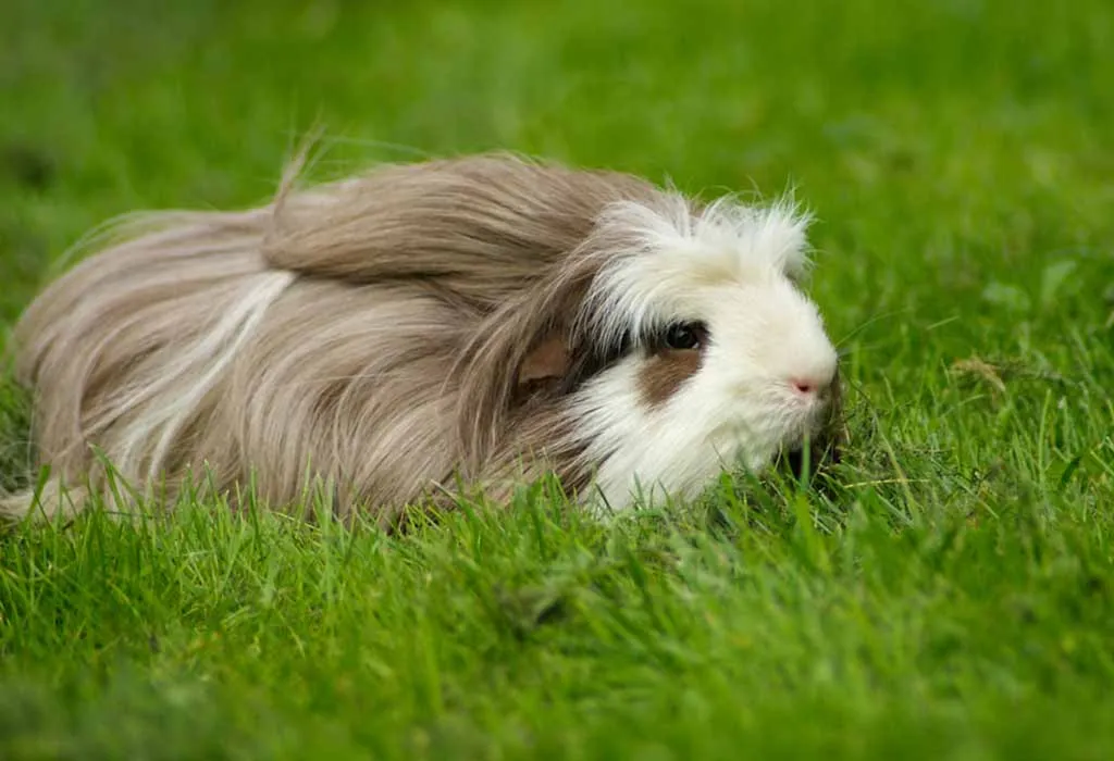 Coronet Guinea Pig