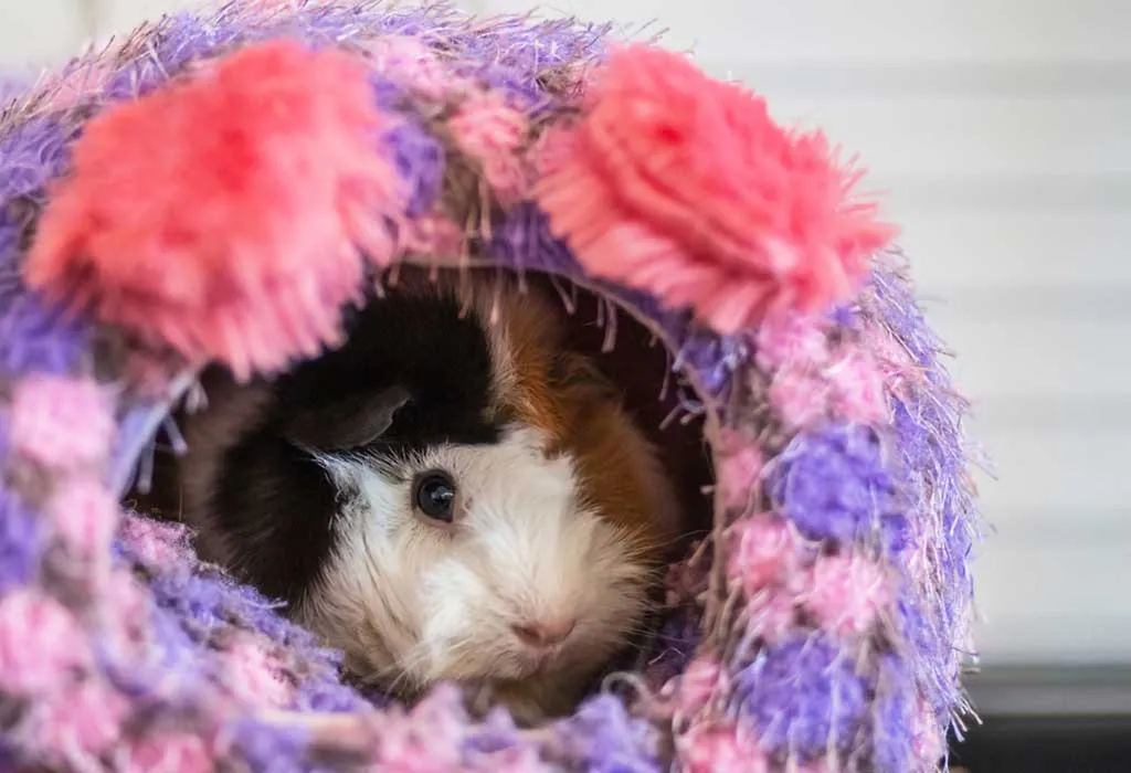 Abyssinian Guinea Pig Breed
