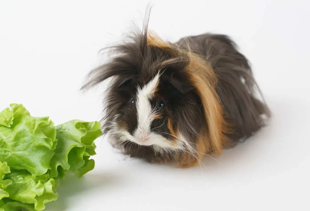 Sheba Guinea Pig