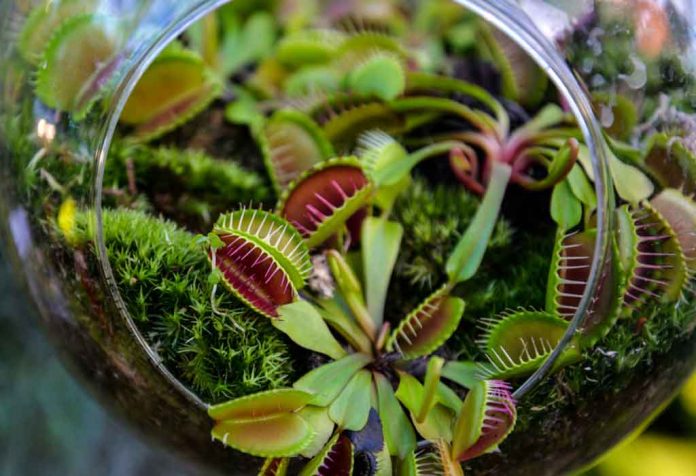 GROWING AND CARING FOR A VENUS FLYTRAP AS AN INDOOR PLANT