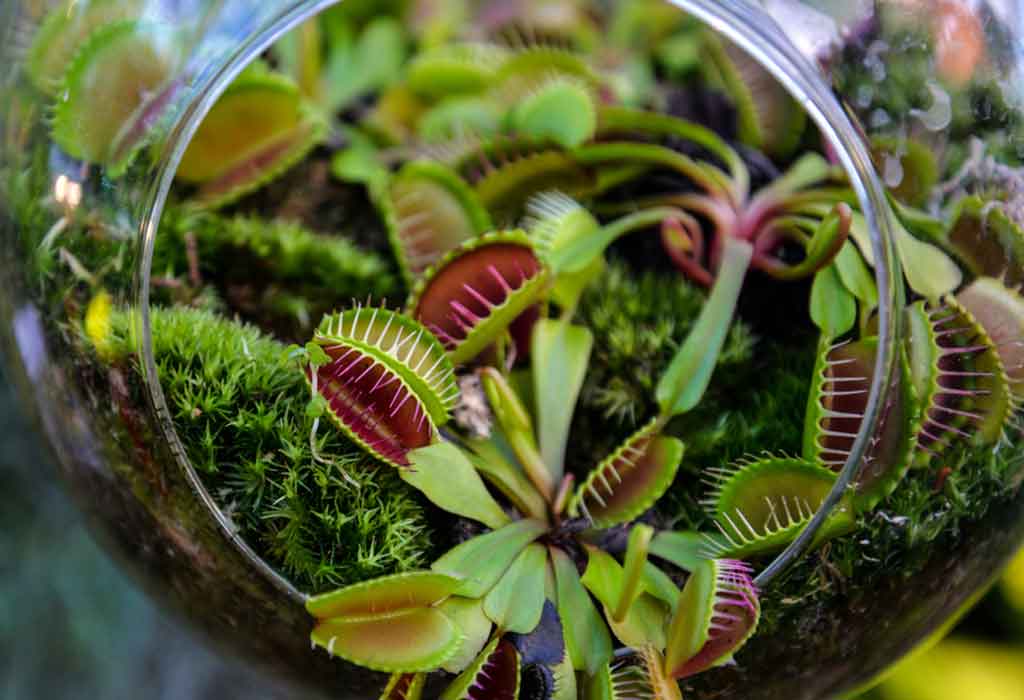 Home Garden Plants Venus Fly Trap Seed-70pcs Easy to Grow Seasons Meaningful Gift. Plant