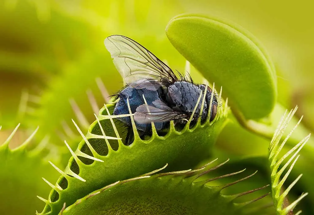 FEEDING FOR VENUS FLYTRAP