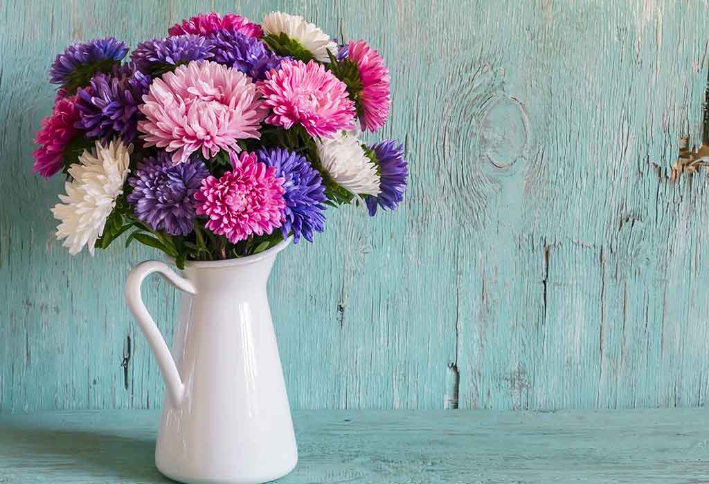 How to Grow And Care For Aster Flowers in a Home Garden
