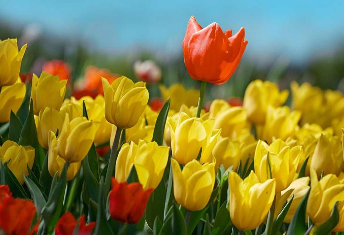 HOW TO PLANT AND GROW TULIPS IN YOUR BACKYARD
