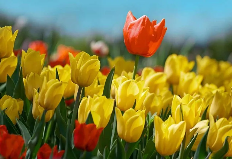 How to Plant And Grow Tulips in Your Backyard