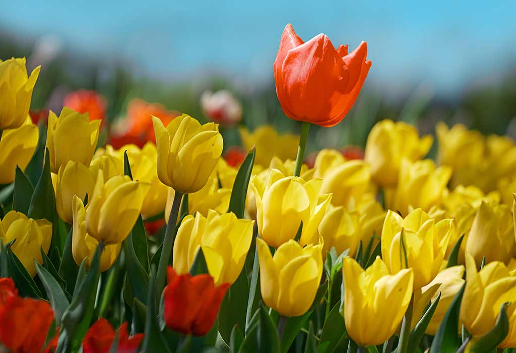 4 Expert Tips for When and How to Cut Tulips in Your Garden