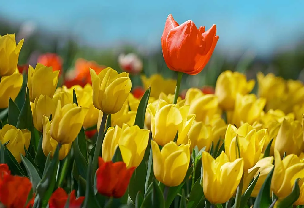 How to Plant and Grow Tulips Along With Caring Tips