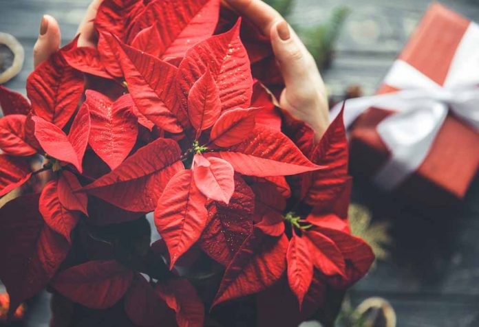 HOW TO TAKE CARE OF POINSETTIA- THE HOLIDAY PLANT