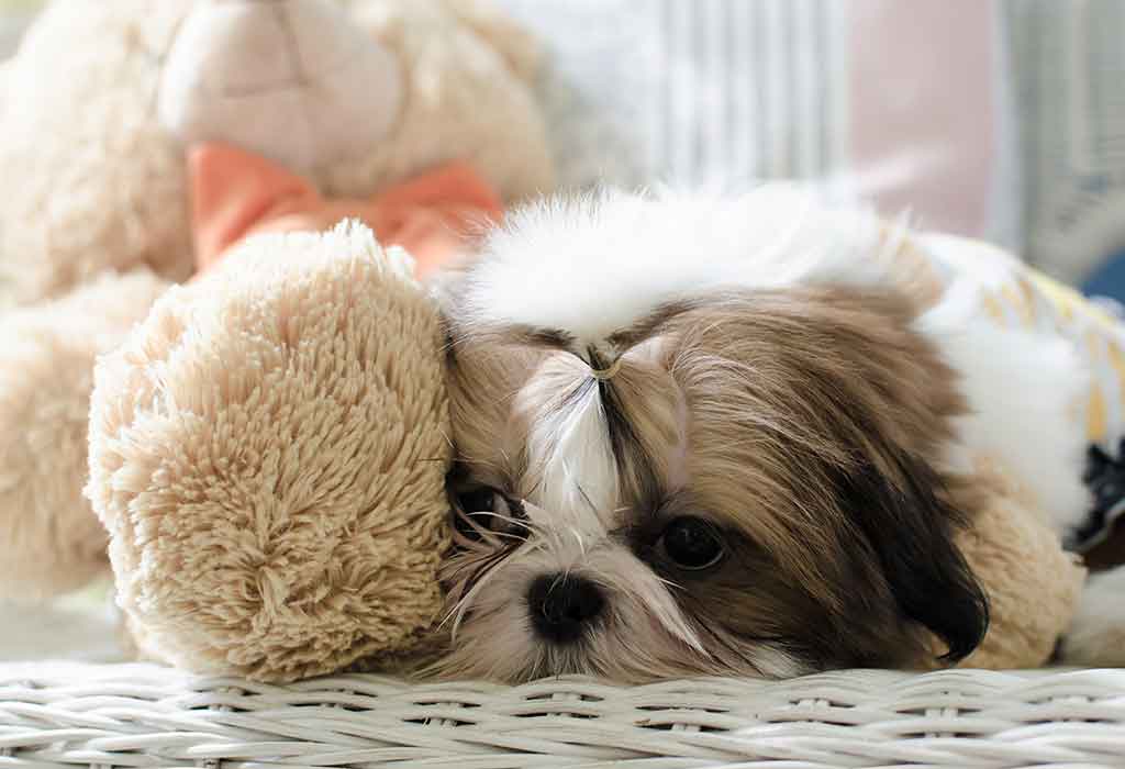 are shih tzu dogs normally this lazy