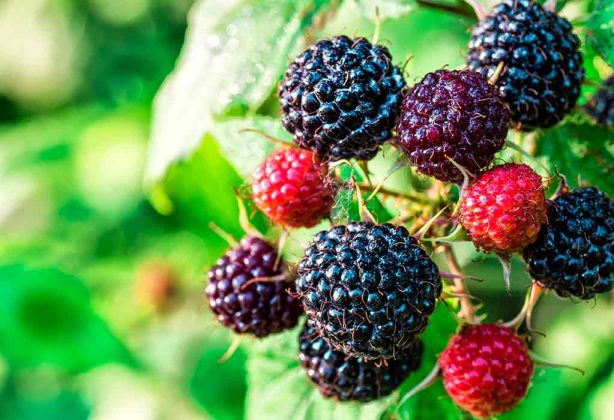 10 Fruit Trees You Can Plant and Grow at Home