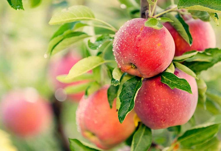 10 Fruit Trees You Can Plant and Grow at Home