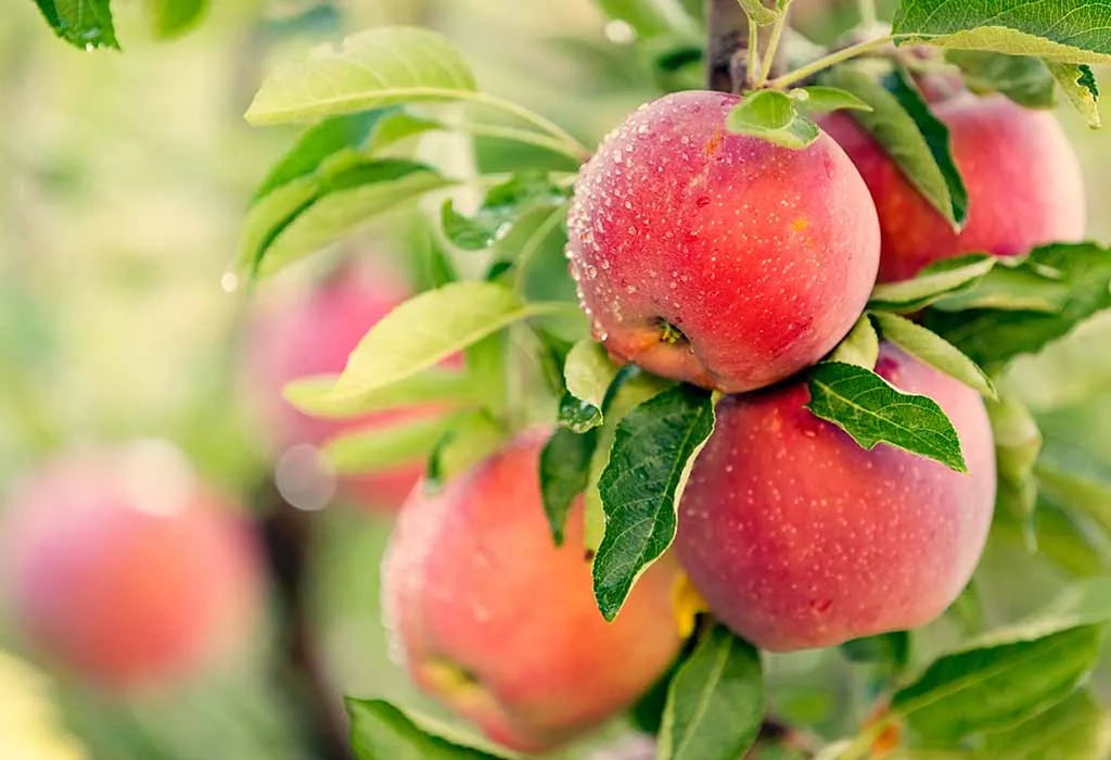 10 Fruit Trees You Can Plant and Grow at Home