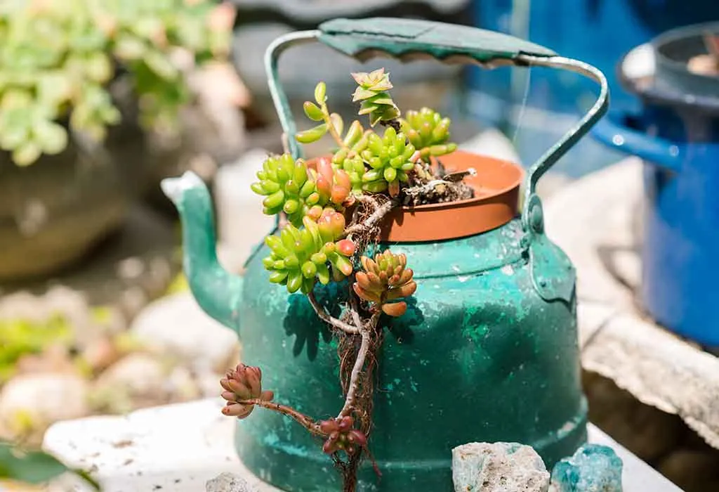 KETTLE PLANTER