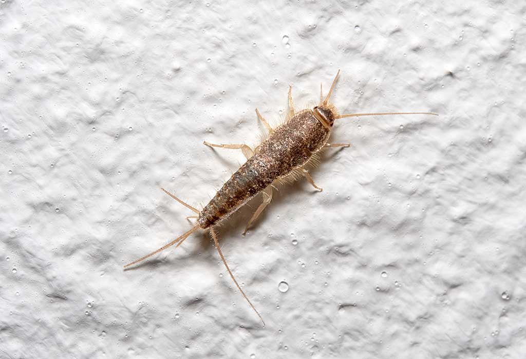 Silverfish Infestation & Control