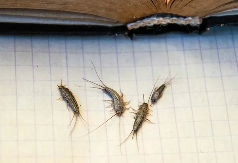 Different Ways to Get Rid of Silverfish