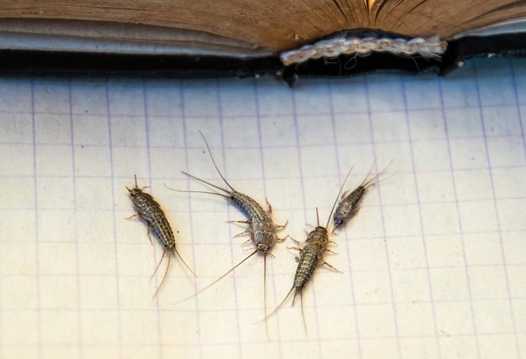 Guide to How to Get Rid of Silverfish in Your Home