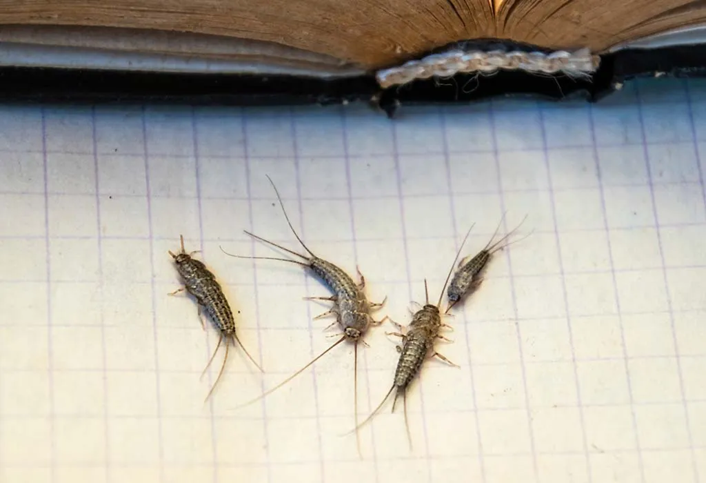 How To Get Rid Of Silverfish Bugs in Your Home