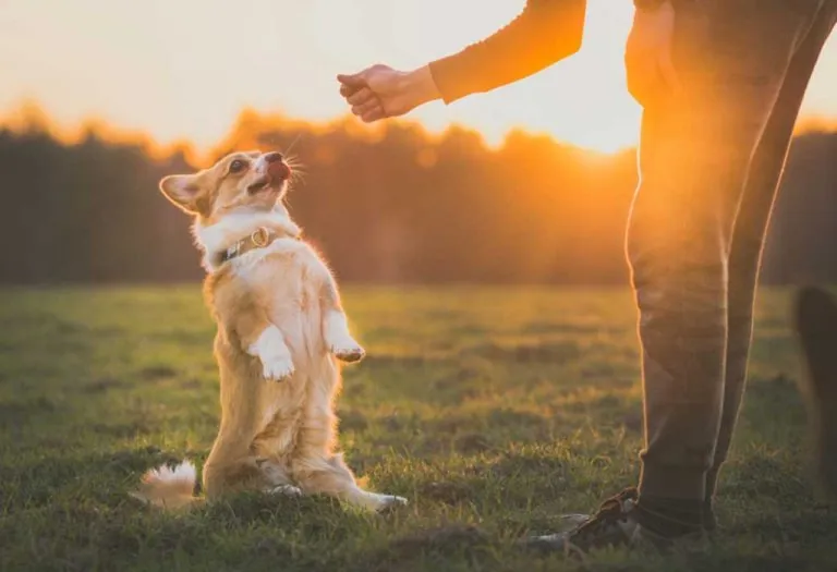 Easy Dog Tricks You Can Teach Your Fluffy Best Friend