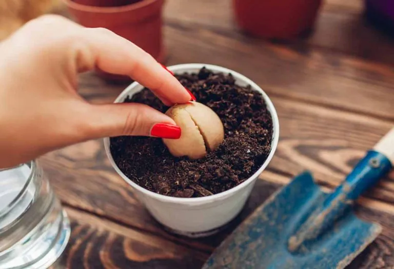The Best Way To Plant and Grow an Avocado Tree