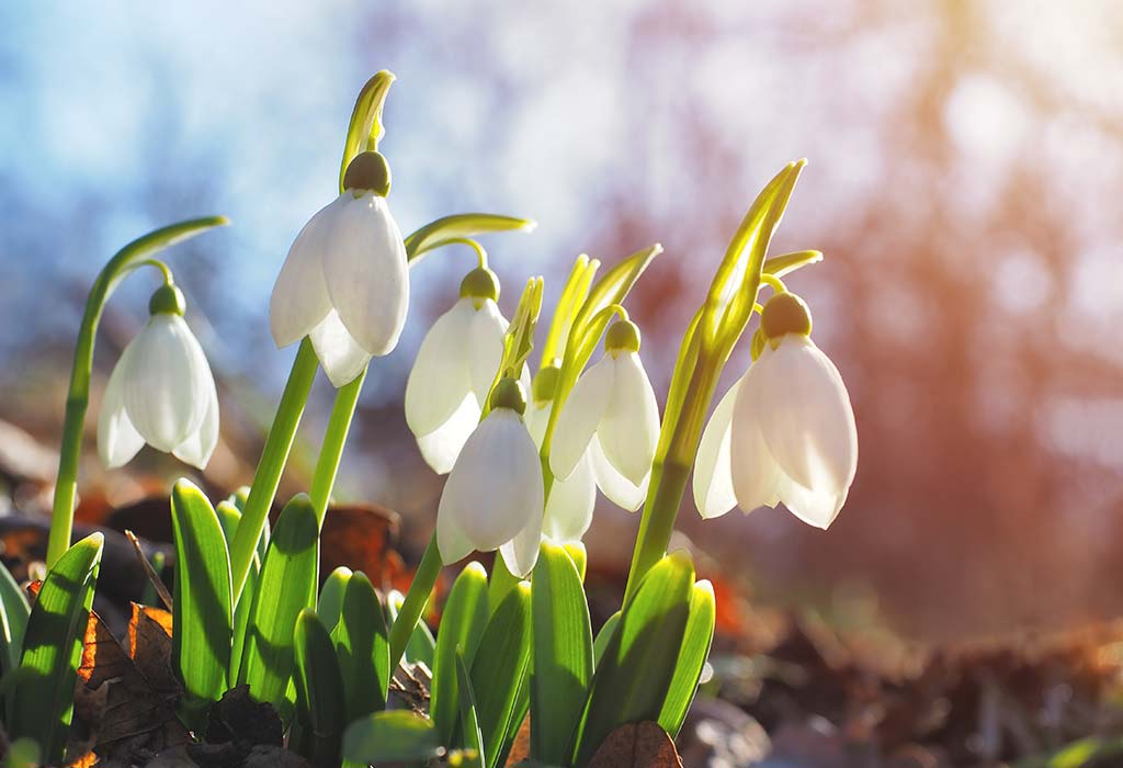 Planting Snowdrops In Your Home Garden