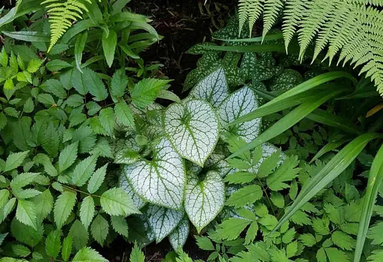 Pretty Perennial Shade Plants That Will Fill Your Home Garden with Color