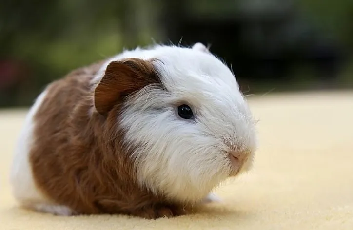 Swiss Teddy Guinea Pig
