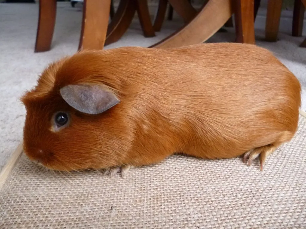 Crested Guinea Pig