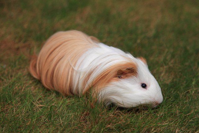 Silkie Guinea Pig