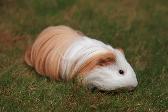 Silkie Guinea Pig
