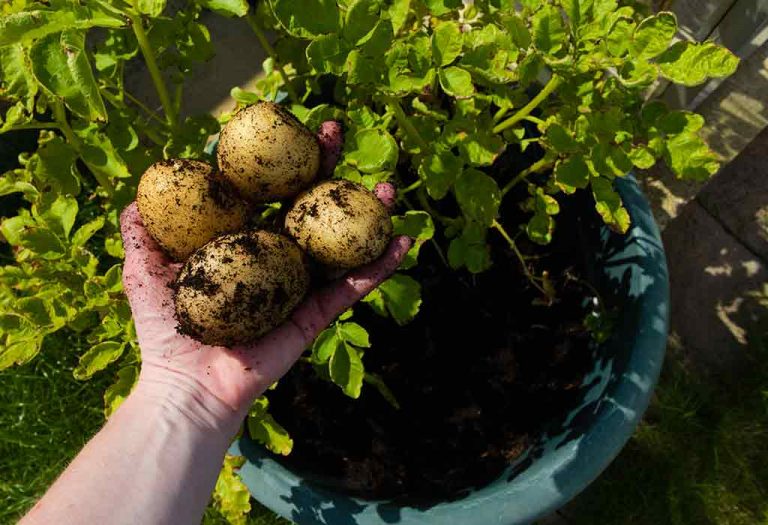 How To Grow Potatoes In Your Own Garden - Planting And Growing Tips