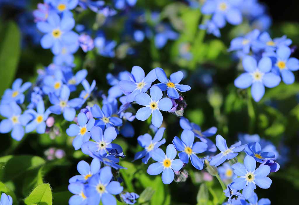How to Grow Forget-Me-Not Plants In Your Own Garden