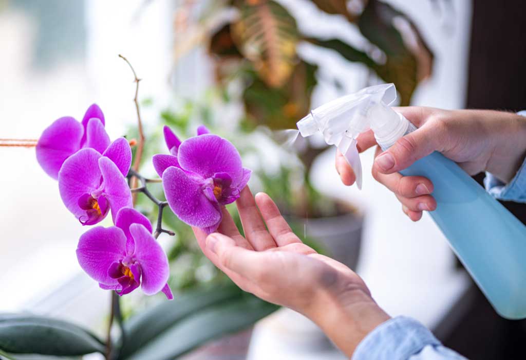 Easy Steps to Grow Orchids