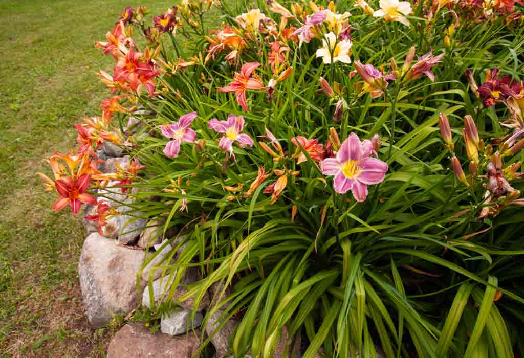 Tips to Grow Daylily Flowers in Your Own Garden