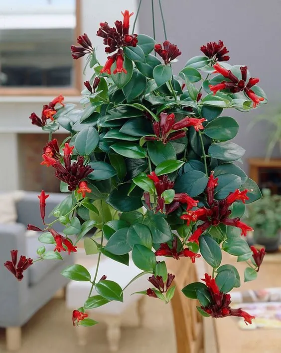 indoor tropical flowering plants