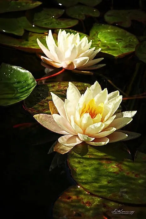 Water Lily 