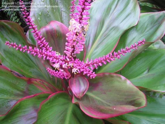 Cordyline Fruticosa