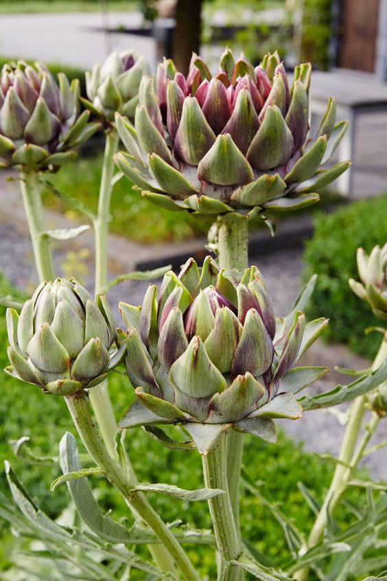 How to Plant & Grow Artichokes in Your Garden