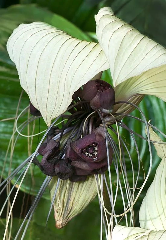 indoor tropical flowering plants