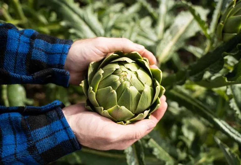 How To Grow Artichokes in Your Garden
