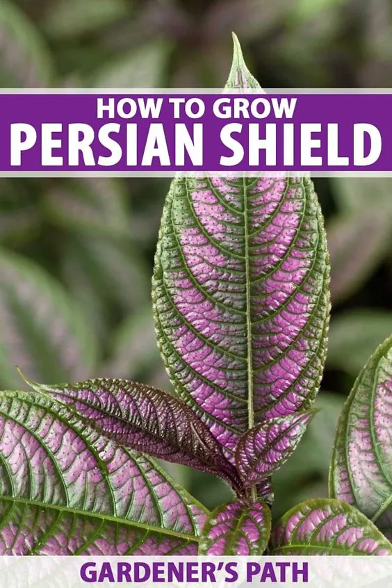 Persian Shield