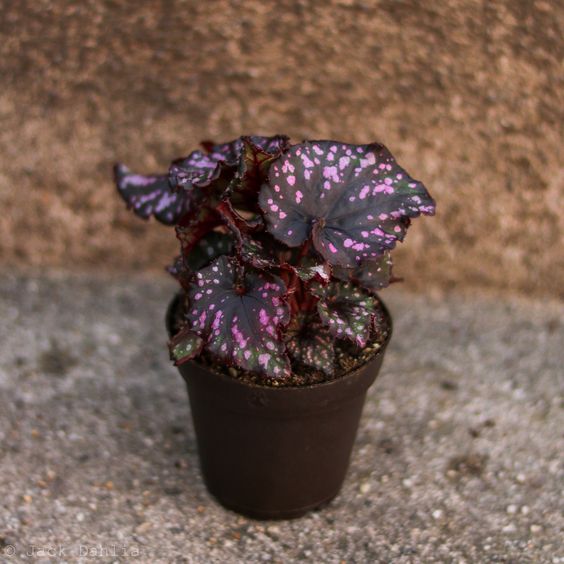 Rex Begonia