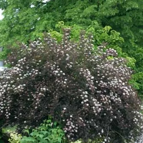 Ninebark