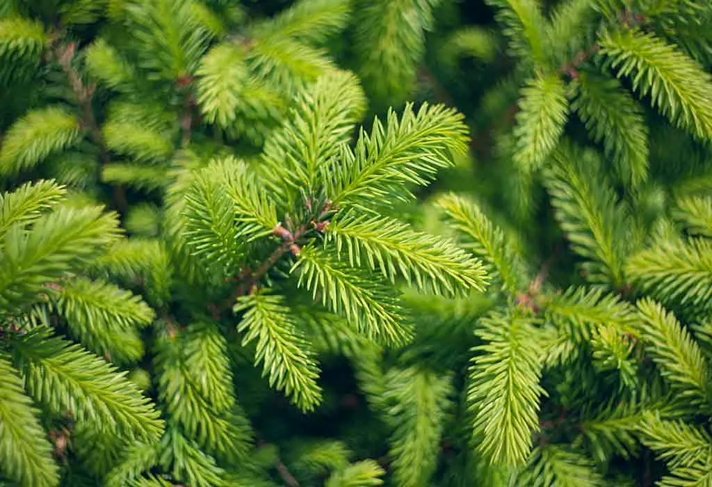 10 Different Types of Christmas Trees Which You Can Really Grow