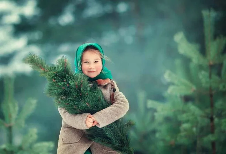 Best Types of Real Christmas Trees Which You Can Grow